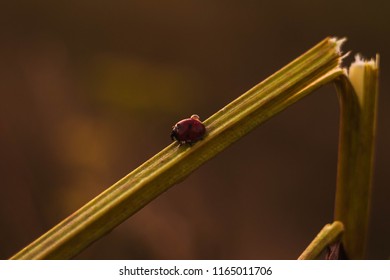a ladybird on the grass in the evening light