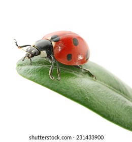 Ladybird On Green Leaf Isolated On Stock Photo 231433900 | Shutterstock