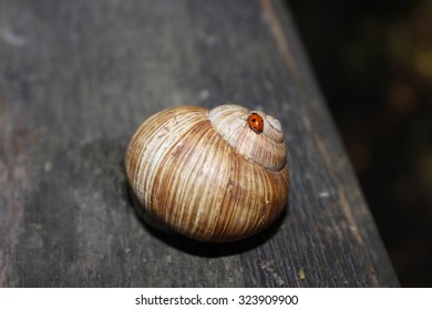 Ladybird On Snail Shell Close Up