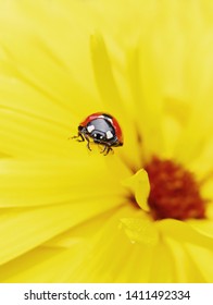 ladybird on yellow flower summer - Shutterstock ID 1411492334