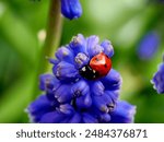 Ladybird perched on Muscari flower