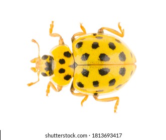 Ladybird Psyllobora vigintiduopunctata or Psyllobora 22-punctata isolated on white background. Dorsal view of the 22-spot ladybird or ladybeetle. - Powered by Shutterstock