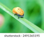 Ladybird Pupa Insect Beetle with green blurry background.