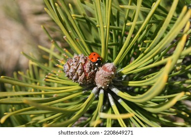 Ladybird Resting On A Scotch Pine Tree