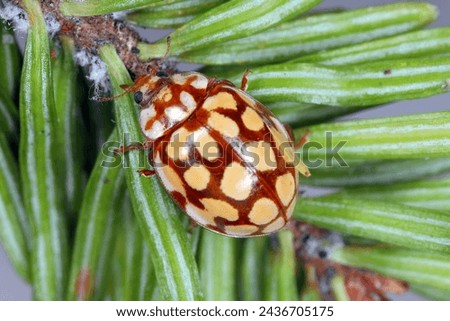 Ladybird Sospita vigintiguttata. A beautiful and not often seen ladybug. A beneficial beetle that eats plant pests in gardens and fields.