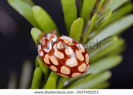 Ladybird Sospita vigintiguttata. A beautiful and not often seen ladybug. A beneficial beetle that eats plant pests in gardens and fields.