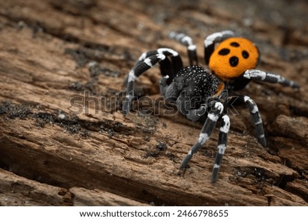 Ladybird spider (Eresus sandaliatus), male, Belgium