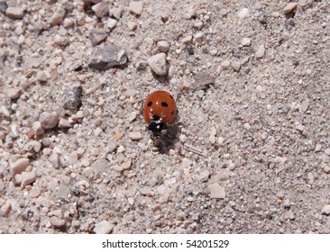 Ladybird Walking On Hot Sand