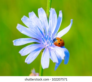  ladybug