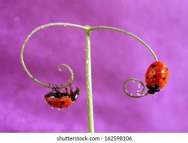 Ladybug