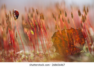 Ladybug