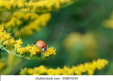 Ladybug