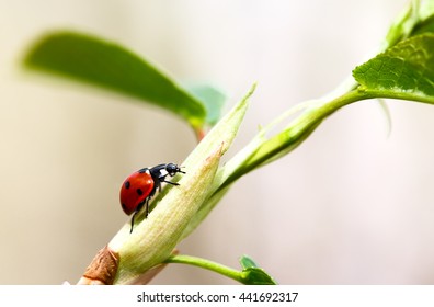 ladybug