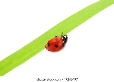 ladybug