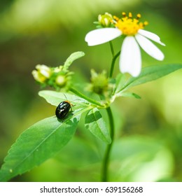 ladybug