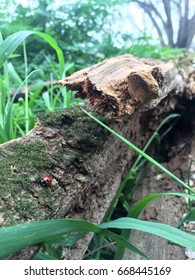Ladybug