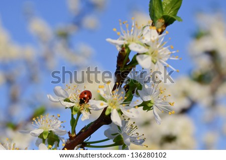 Ladybug