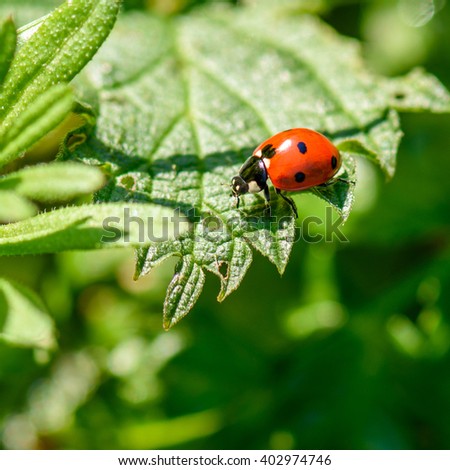 Ladybug