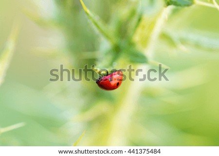 Image, Stock Photo as fresh as a daisy