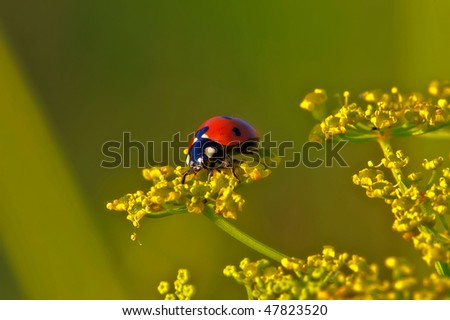 Similar – am Dill naschen Umwelt