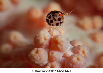 Ladybug Amphipod