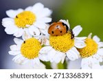the ladybug and the ant