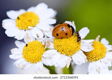 the ladybug and the ant