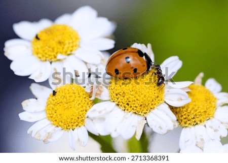 the ladybug and the ant