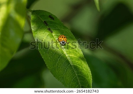 Ladybug and ants on the leaf in focus