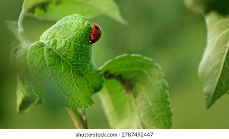 Ladybug and aphid on leaf. Insects pests affect plant, garden and orchard. Eat leaves and fruits of plants. Protection from vermin and diseases. The cycle of life in nature. High quality 4k footage.