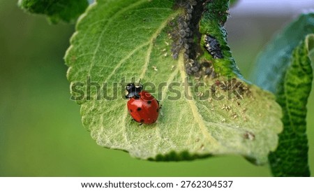 Ladybug and aphid on leaf. Insects pests affect plant, garden and orchard. Eat leaves and fruits of plants. Protection from vermin and diseases. The cycle of life in nature. High quality 4k footage.