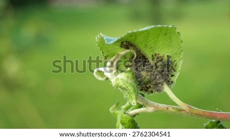 Ladybug and aphid on leaf. Insects pests affect plant, garden and orchard. Eat leaves and fruits of plants. Protection from vermin and diseases. The cycle of life in nature. High quality 4k footage.