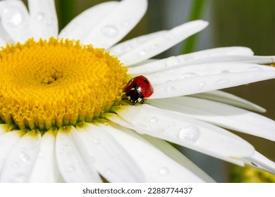 ladybug beetle on the petals of chamomile flowers close-up