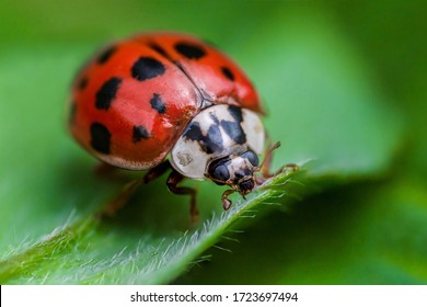 Ladybug with black eyes in macro. Super macro photo of insects and bugs. Ladybug on green leaf.