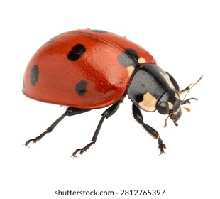 Ladybug With A Bright Red Domed Shell Featuring Sy Isolated On White Background