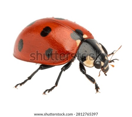 Ladybug With A Bright Red Domed Shell Featuring Sy Isolated On White Background
