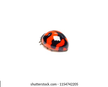 Ladybug bug isolated on white background 