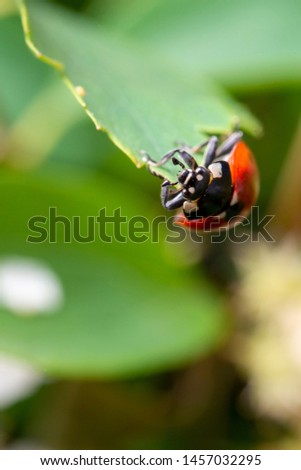 Similar – Image, Stock Photo random sample Insect Green