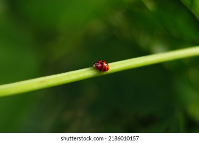 Ladybug Climbing A Bean Stalk