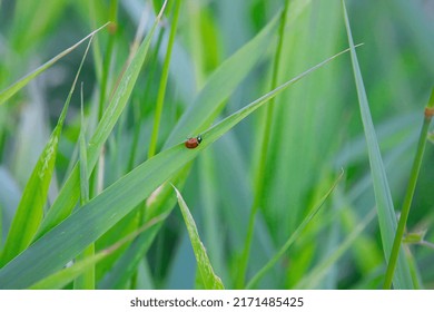 ladybug climbs on the reeds - Powered by Shutterstock