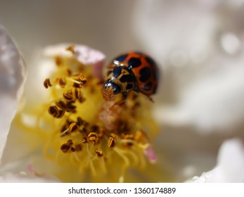 Ladybug close up