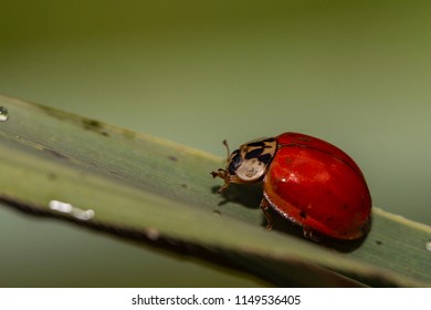 ladybug in closeup view