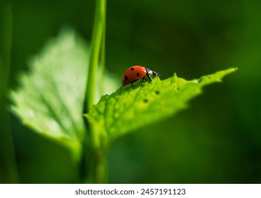 Ladybug close-up, vintage, digital noise, retro, depth of field, bokeh, Ukrainian insects, nature, details