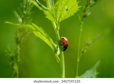Ladybug close-up, vintage, digital noise, retro, depth of field, bokeh, Ukrainian insects, nature, details