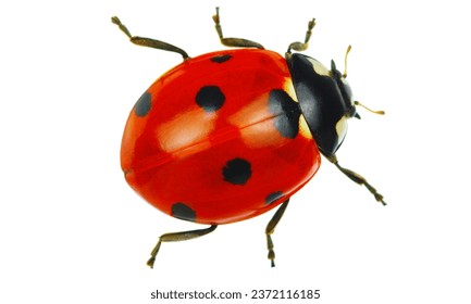 Ladybug (Coccinella septempunctata): Small, round, and typically red or orange with black spots.