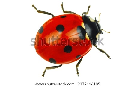 Ladybug (Coccinella septempunctata): Small, round, and typically red or orange with black spots.