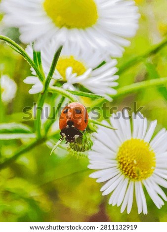 Ladybug crawling among white daisy flowers