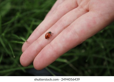 ladybug crawling on a person's hand with grass in the background - Powered by Shutterstock