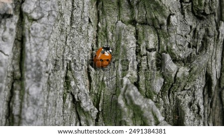 ladybug crawling on tree bark