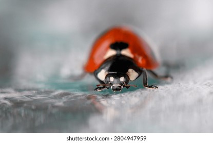 Ladybug crawling, in surface, with ladybug, surface, with surface material not specified texture, from a close-up perspective, with red, black accents, and natural peaceful mood, clear detail.